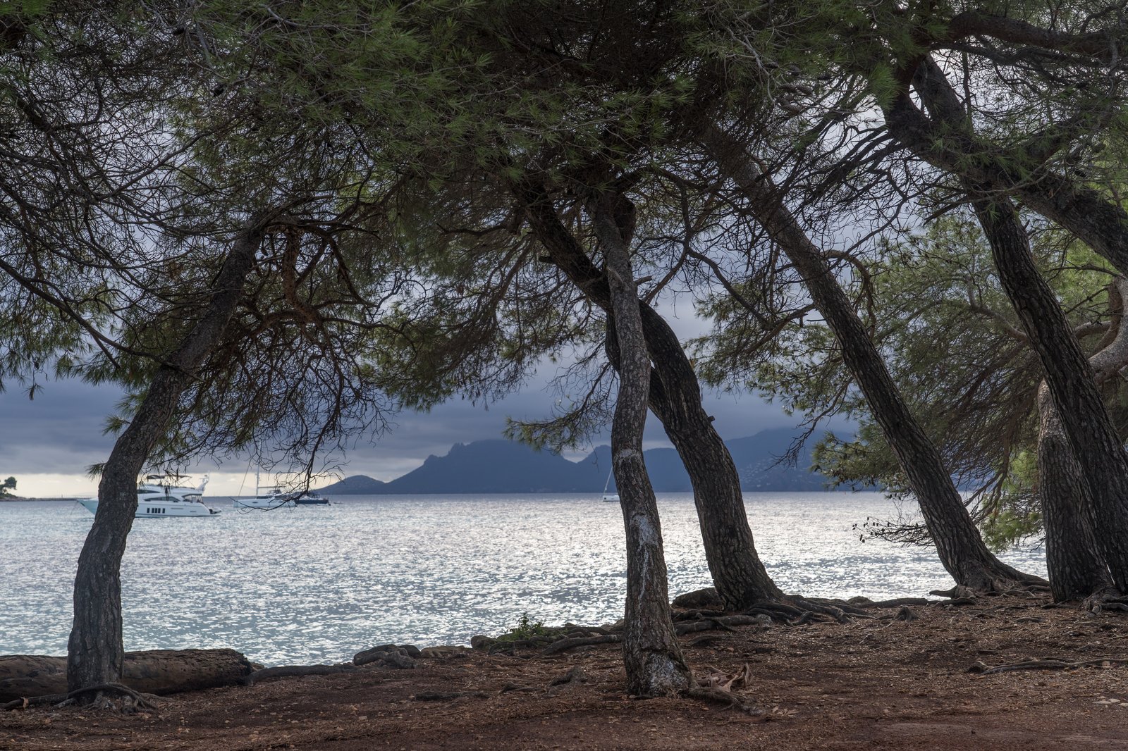 Mouillage aux îles de Lérins : pins de Sainte-Marguerite et yacht au mouillage dans la baie de Cannes
